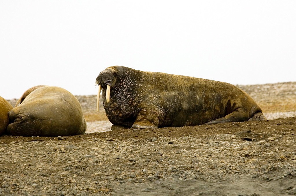 2507  Hvalros24.jpg - Walrus (Odobenus rosmarus) Hvalros, Spitsbergen Norway July 2008